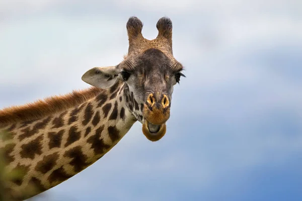 Closeup Africká Žirafa Tvář Proti Modré Obloze Pozadí Národní Park — Stock fotografie