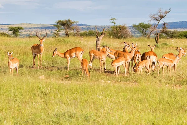 Antílope África Manada Fêmeas Impala Com Único Macho Parque Nacional — Fotografia de Stock