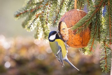 Şirin büyük baştankara kuş kuş besleyici, Hindistan cevizi kabuğu süet yeme davranır şişman, Ayçiçeği tohumları kışın (Parus major Avrupa'da yapılan)