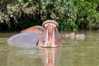 Su aygırı, su aygırı tehdit jest yapmak için su esner. Güzel dişleri benzeri diş Serengeti Milli Parkı, Tanzanya, Doğu Afrika gösterilen
