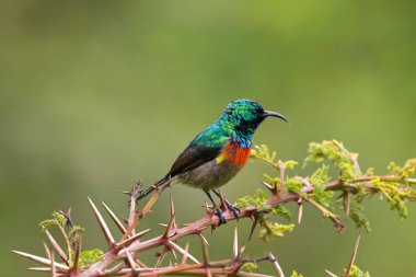Erkek güzel Sunbird, metalik yeşil renkli küçük kuş aşağı kıvrık faturaları Tanzanya, Doğu Afrika (Cinnyris pulchella ile)