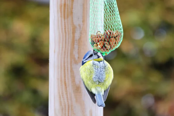 Eurasian Blue Tit Bird Azul Amarillo Comiendo Nueces Dentro Una —  Fotos de Stock