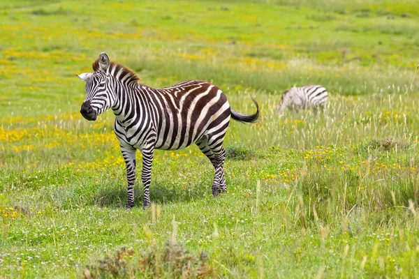 Cute African Zebra Standing Yellow Burr Marigold Flower Field Ngorongoro — Stock Photo, Image