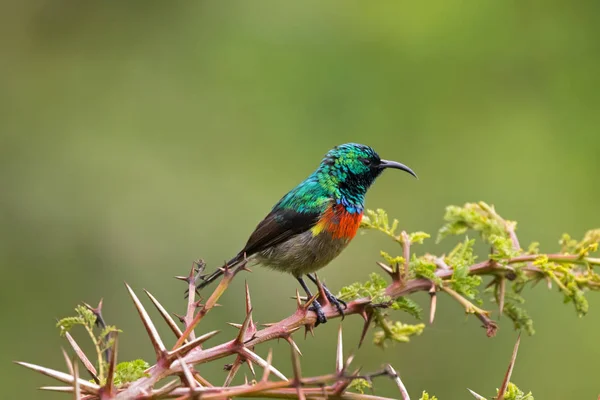 Mužské Krásné Sunbird Barevný Malý Pták Kovové Zelené Zahnutým Účty — Stock fotografie