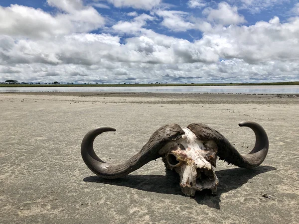 Cape Buffalo Skull, horn of African Buffalo on salt lake shore at Serengeti National Park in Tanzania, East Africa