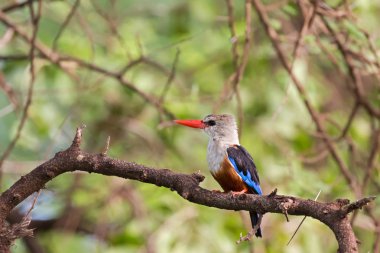 Gri başlı Kingfisher kuş uzun kırmızı gaga brach Tanzanya, Doğu Afrika (Halcyon leucocephala Serengeti Milli Parkı, tıraşlama ile)
