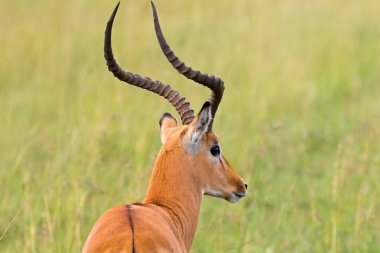 Erkek Impala, antilop boynuzları lir şeklinde ve bulanık savana arka plan, Tanzanya, Doğu Afrika Serengeti Milli Parkı ile göz çevresinde beyaz renk ile