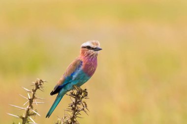 Bulanık savana arka plan, Tanzanya, Doğu Afrika Serengeti Milli Parkı ile dikenli ağaçta tıraşlama leylak Breasted Roller kuş
