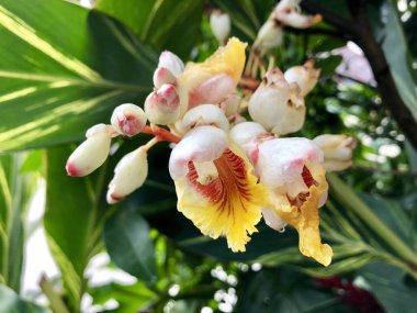 Kabuk zencefil, beyaz çiçek pembe porselen lily, alacalı zencefil, kelebek zencefil de denir. Arusha, Tanzanya, Doğu Afrika'büyüyen Alpinia Closeup zerumbet
