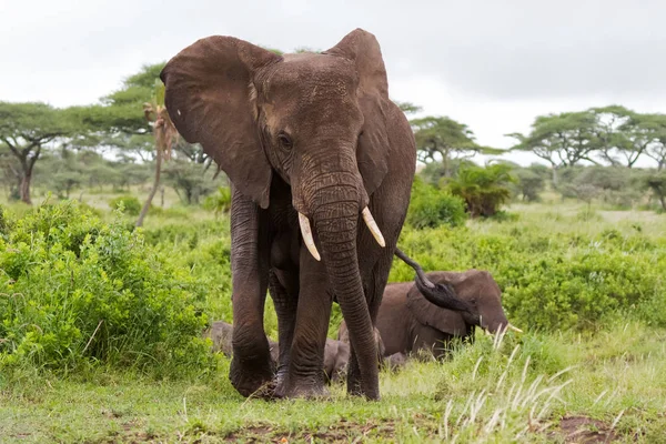 Άγρια Αφρικανικοί Ελέφαντες Περπάτημα Στο Δάσος Στο Εθνικό Πάρκο Σερενγκέτι — Φωτογραφία Αρχείου