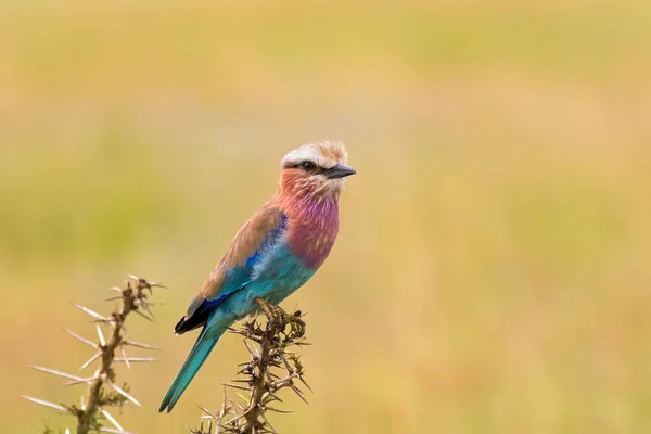 Lilac Breasted Roller Bird Perching Thorny Tree Blurred Savanna Background — Stock Photo, Image