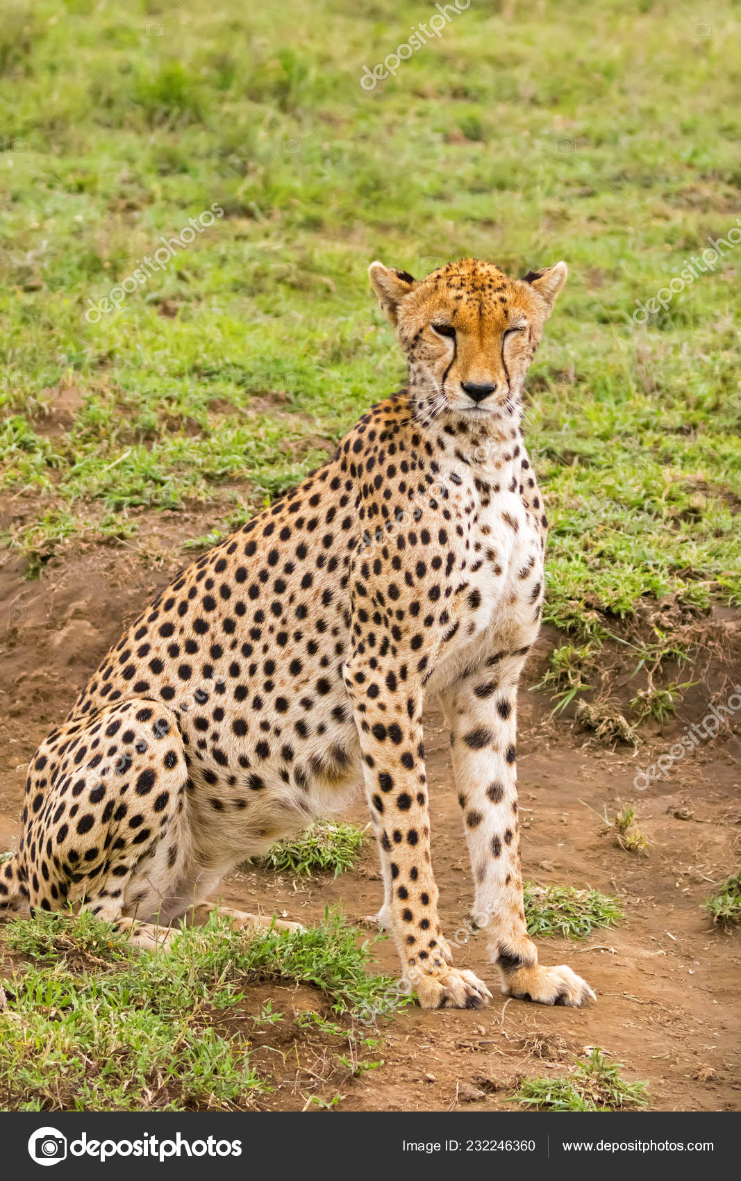 Cheetah Black Tear Line Fastest Land Animal Spotty Markings Sitting Stock  Photo by ©sasimoto 232246360