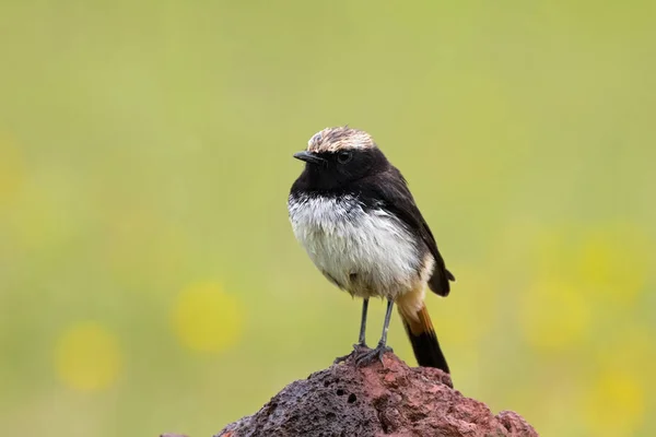 Uccello Chat Wheatear Schalow Volano Del Vecchio Mondo Piedi Roccia — Foto Stock