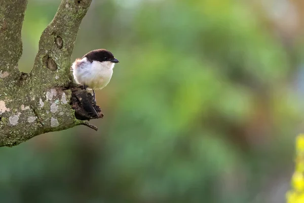 Pássaro Camarão Comum Branco Castanho Árvore Cratera Ngorongoro Região Arusha — Fotografia de Stock