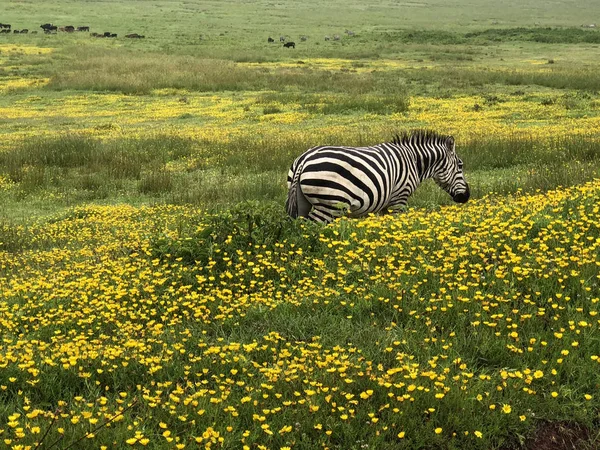 탄자니아 Ngorongoro 분화구에서 노란색 필드에 귀여운 아프리카 얼룩말 — 스톡 사진