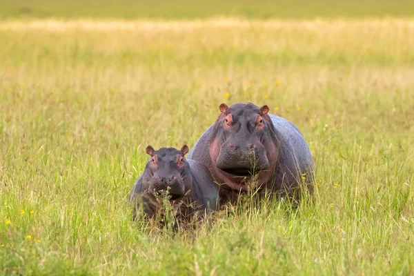 Cute Hippopotamus Hippo Standing Grassland Serengeti National Park Tanzania East — Stock Photo, Image