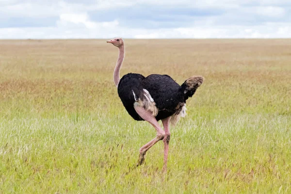Африканская Страусиная Птица Толстыми Длинными Босыми Ногами Гуляет Открытых Лугах — стоковое фото
