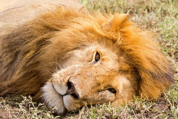 Closeup Face Male Lion Resting Serengeti National Park Tanzania Africa — Stock Photo, Image