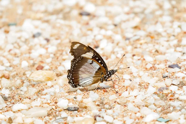 Borboleta Berinjela Danaid Masculino Também Chamado Mímica Diadema Areia Tanzânia — Fotografia de Stock