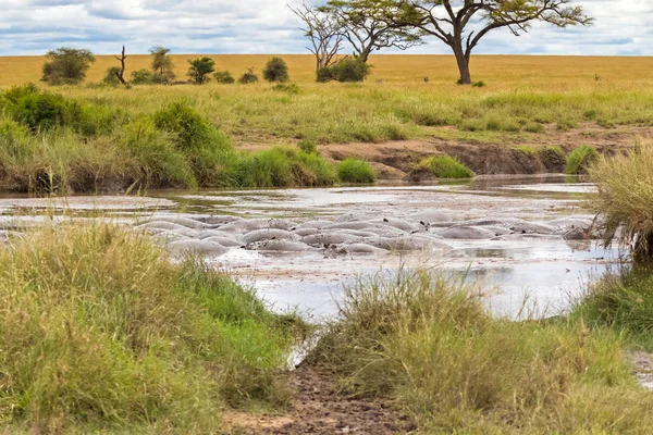 Hinchazón Hipopótamo Hipopótamo Sumergido Agua Fangosa Parque Nacional Del Serengeti — Foto de Stock