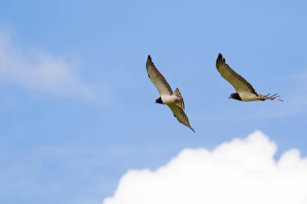 Svart Överkropp Orm Örn Afrikanska Rovfågel Flygning Svävar Himlen Vid — Stockfoto