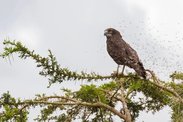 Brown Snake Eagle Rovfågel Med Många Buggar Som Flyger Runt — Stockfoto