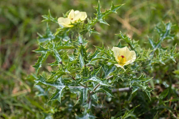 Fiore Giallo Papavero Spinoso Messicano Detto Anche Cardo Fiorito Che — Foto Stock