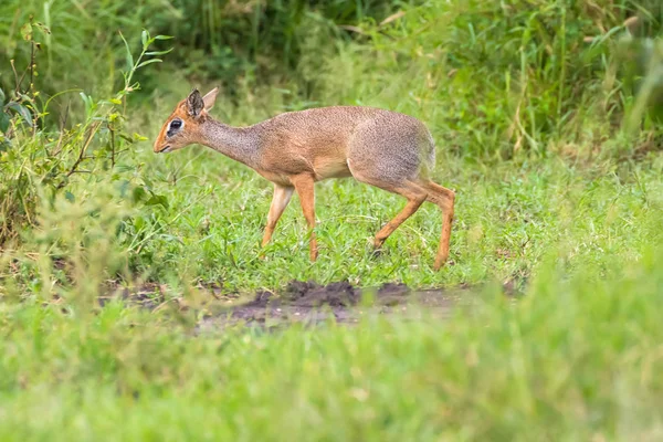 Pequeno Antílope Dik Dik Caminhando Até Mato Parque Nacional Serengeti — Fotografia de Stock