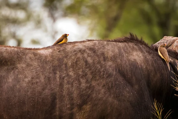 Amazonský Oxpecker Africký Pták Prohlížení Klíště Zamořené Cape Buffalo Národní — Stock fotografie
