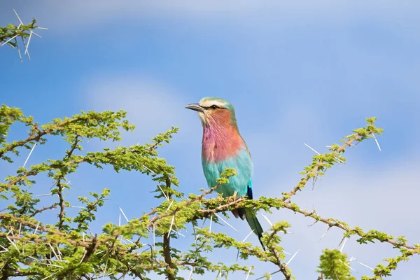 Lilac Breasted Roller Bird Perching Thorny Branch Blue Sky Background — Stock Photo, Image