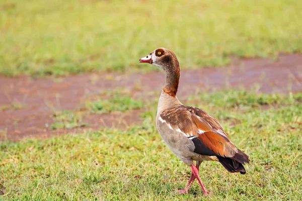 Nijlgans Met Oranje Rode Poten Dark Brown Patch Rond Ogen — Stockfoto