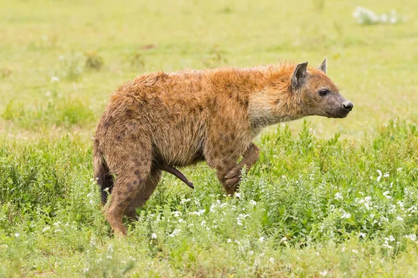 Strana Hyena Skvrnitá Rajským Hyena Stojící Trávě Národní Park Serengeti — Stock fotografie