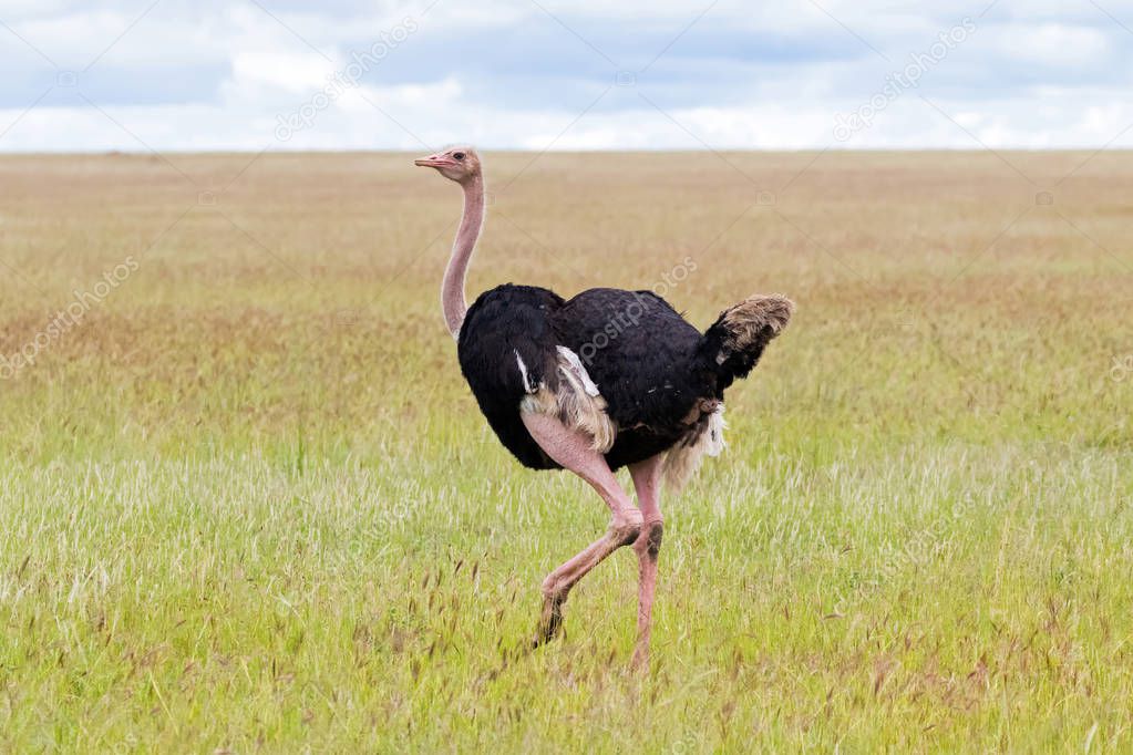 Male African Ostrich bird with thick long bare legs walking in open grassland at Serengeti National Park in Tanzania, East Africa