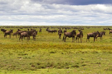 Beyaz sakallı Wildebeest göç, Brindled gnu Serengeti ovaları Tanzanya, Doğu Afrika Serengeti Milli Parkı, antilop sürüsü