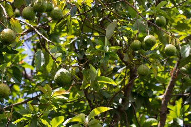 Mto wa Mbu Köyü, bölge Tanzanya, Afrika ağacı üzerinde büyüyen Afrika yeşil avokado