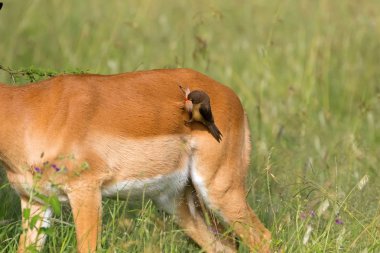 Kırmızı gagalı oxpecker Afrika kuş Tanzanya, Doğu Afrika iç içe geçmiş malzeme, Serengeti Milli Parkı yapmak kadın Impala kürk çekerek
