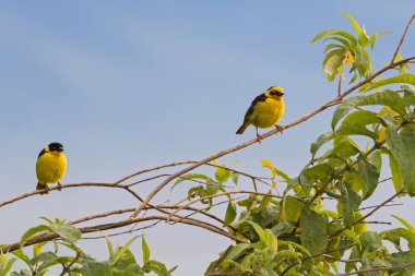 Ngorongoro krateri Tanzanya, Doğu Afrika (Ploceus baglafecht şubesine sarı tıraşlama içinde Baglafecht Reichenow'ın weaver erkek dişi kuşlar)