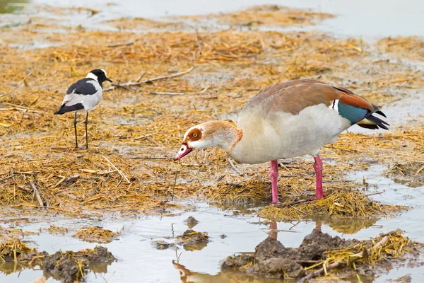 Egyptisk Gås Med Teal Spekulum Med Smeden Tofsvipa Smed Plover — Stockfoto