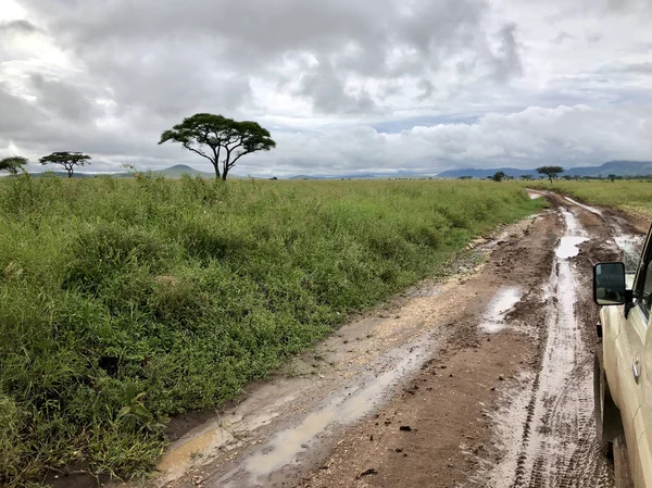 Allradfahrzeug Auf Nasser Schlaglochstraße Mit Dunkler Wolke Serengeti Nationalpark Tansania — Stockfoto