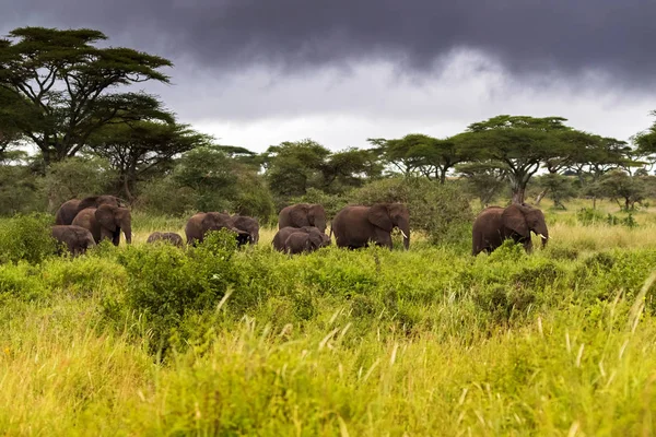 在东非坦桑尼亚塞伦盖蒂国家公园 一群野生非洲大象傍晚带着黑暗的风暴云走在灌木丛中 — 图库照片