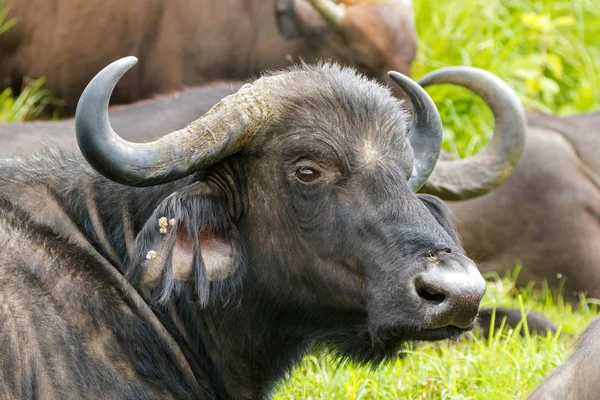 Närbild Ansikte Cape Buffalo Afrikansk Buffel Med Vackra Kurviga Horn — Stockfoto