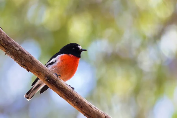Mężczyzna Scarlet Robin Ptak Kolorze Czarnym Scarlet Piersi Czerwony Biały — Zdjęcie stockowe