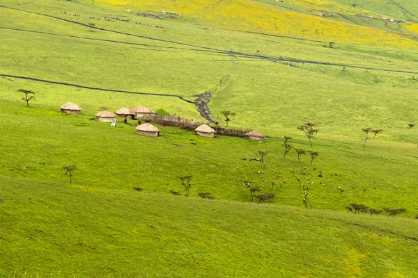 Maasai Boma Hutten Behuizing Groen Geel Veld Van Burr Goudsbloem — Stockfoto