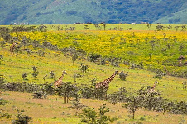 아카시아 Ngorongoro 분화구 탄자니아 가장자리에 가시를 휘파람에 아프리카 — 스톡 사진