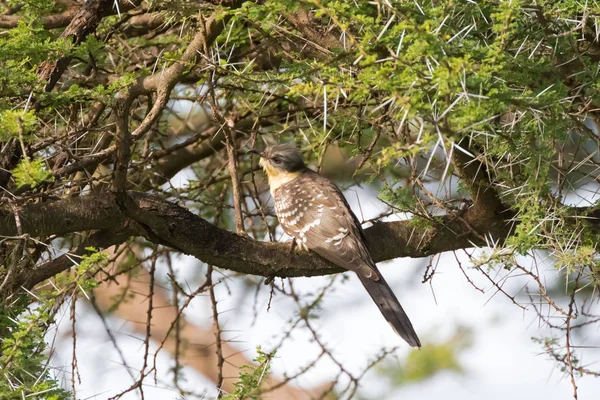 Great Spotted Cuckoo Bird Perching Branch Serengeti National Park Tanzania — Fotografia de Stock