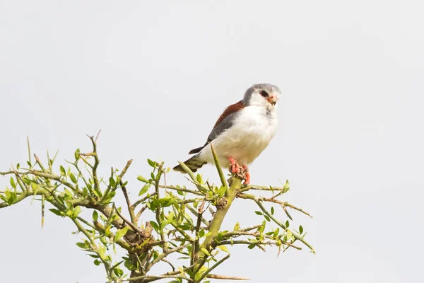 Faucon Pygmée Afrique Oiseau Proie Sur Branche Épineuse Dans Parc — Photo