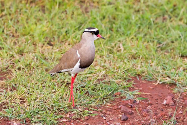 Coroado Lapwing Pássaro Plover Coroado Marrom Com Coroa Halo Preto — Fotografia de Stock