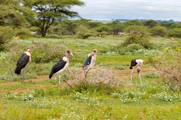 Flock Bald Headed Marabou Stork Bird Standing Meadow Serengeti National — Stock Photo, Image