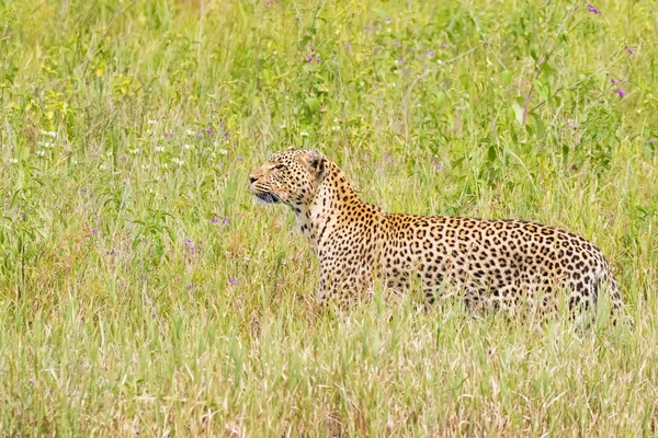 Sida Leopard Promenader Grön Äng Serengeti National Park Tanzania Östafrika — Stockfoto