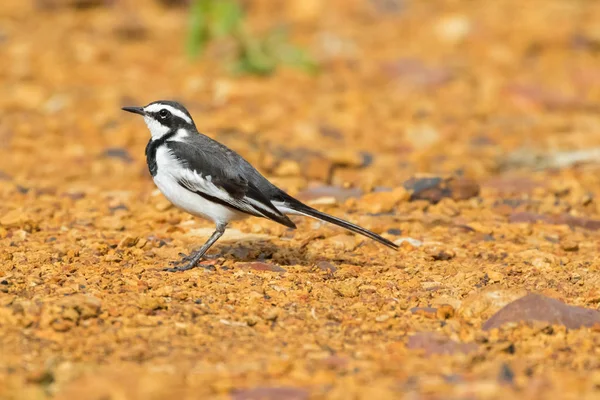 Pássaro Cauda Torta Africano Branco Preto Cinzento Chão Parque Nacional — Fotografia de Stock